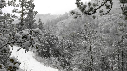 Cold forest frost photo