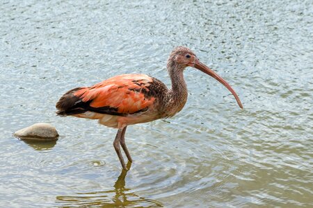 Wader pink water