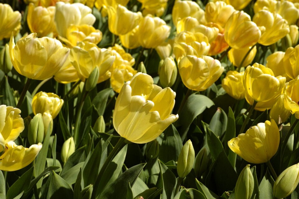 Flowers nature plant