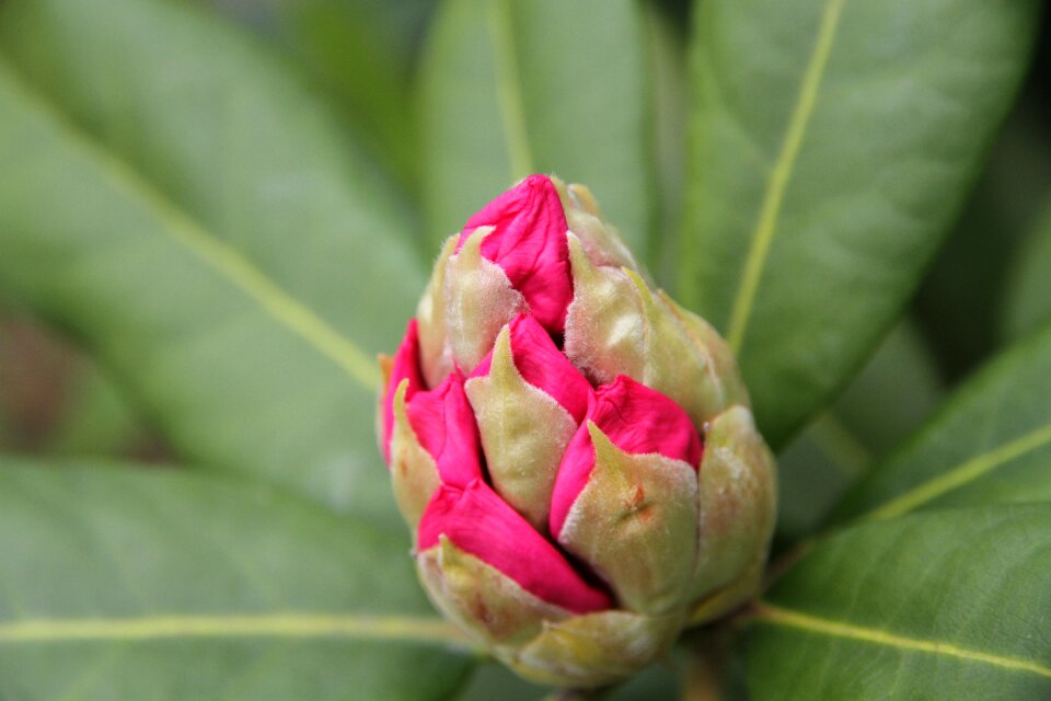 Natural outdoor spring flower