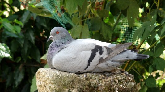 Gray plumage ornithology photo