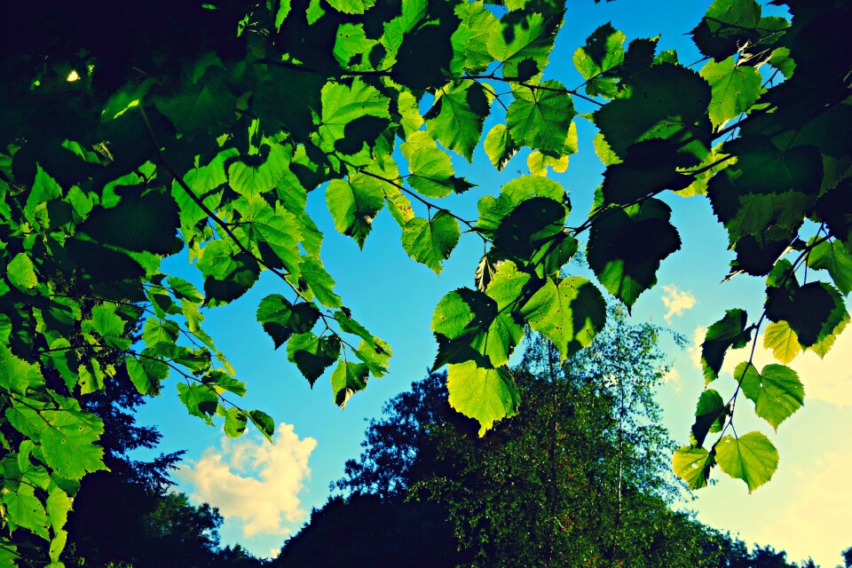 Backlight light sunlight