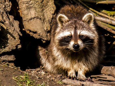 Animal nature mammal