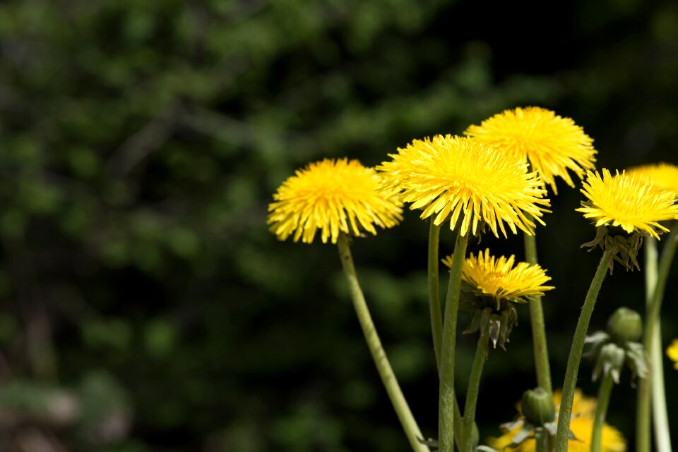 Flower pointed flower yellow meadow flower