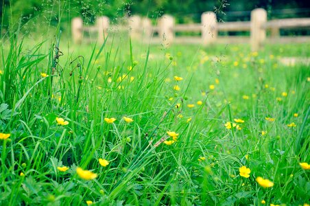 Meadow flowers grassland grass