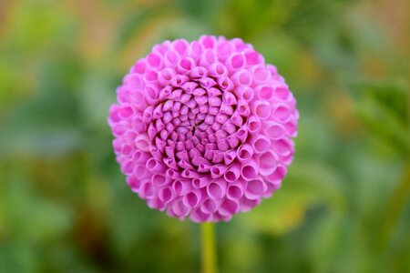Bloom dahlia garden late summer