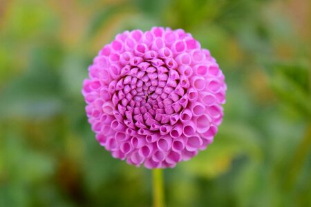 Bloom dahlia garden late summer photo