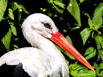 Bird nature animal