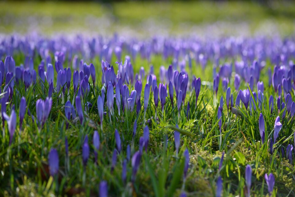Spring garden violet