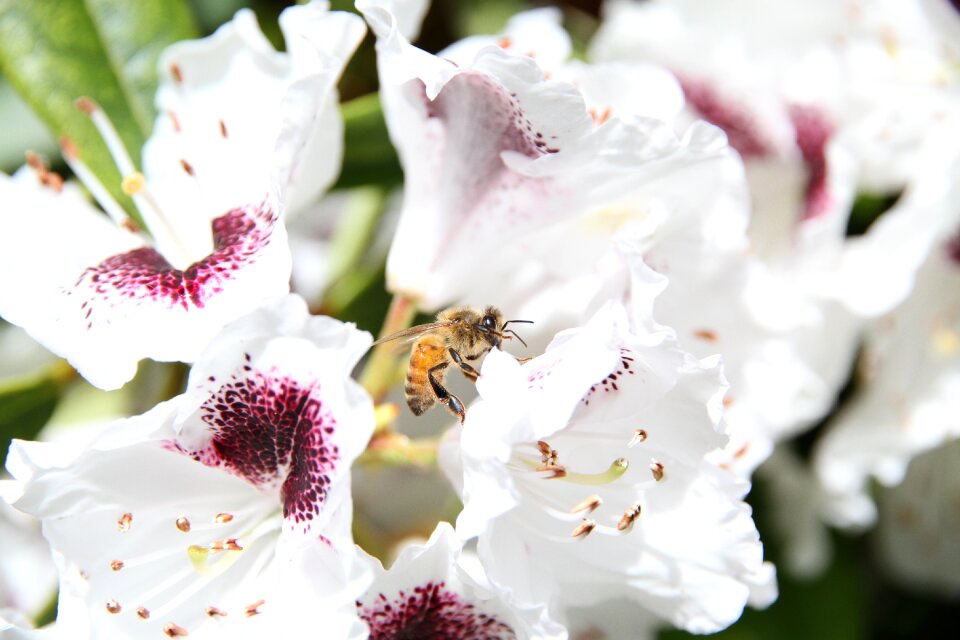 Honey bee honey insect