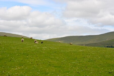 Animals nature ireland sheep sheep sheep photo