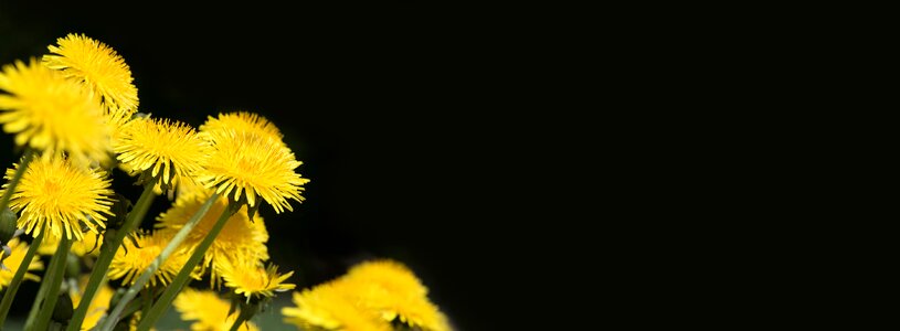 Flower pointed flower yellow meadow flower photo