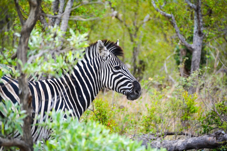 National park safari savannah