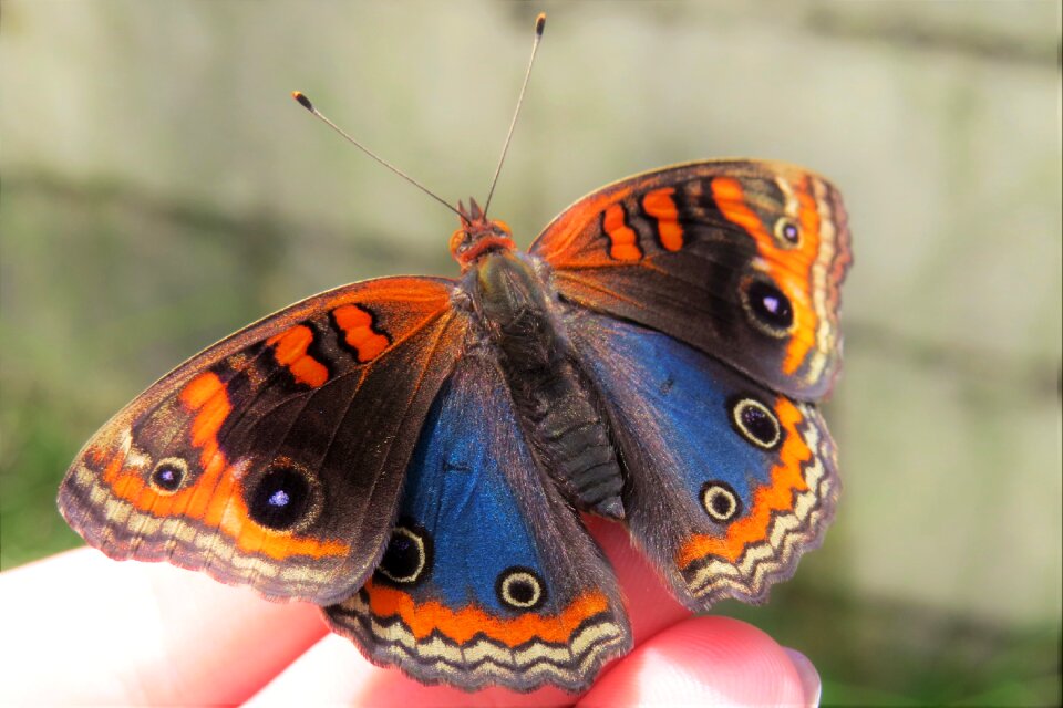 Insect nature wings