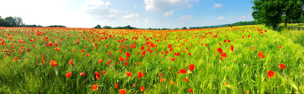 Nature barley red poppy