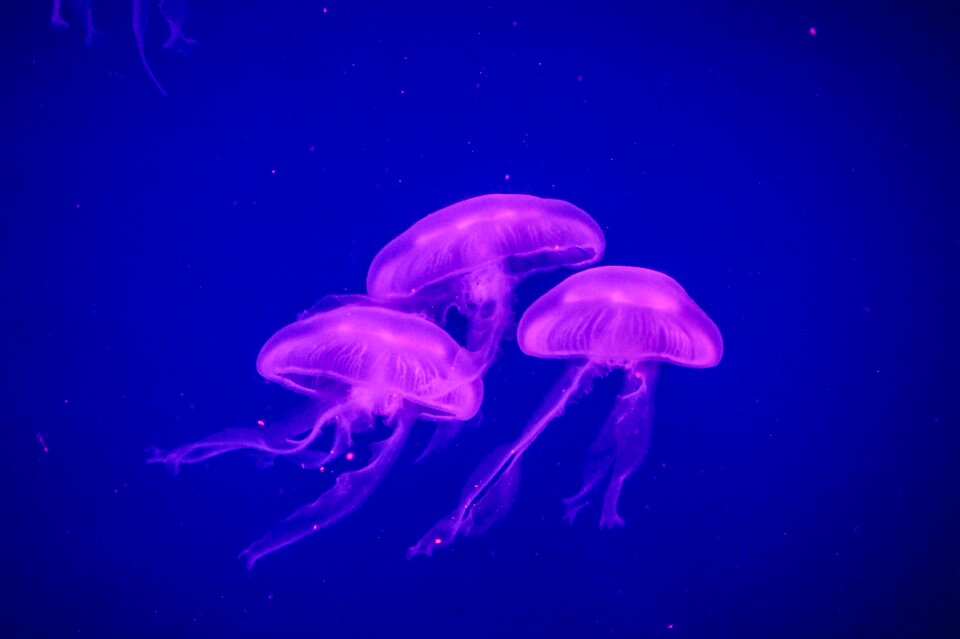Nature water underwater