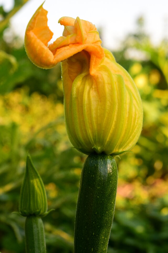 Eat vegetables healthy