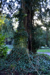 Frankfurt, Hauptfriedhof, Grab A 210 Schmidt