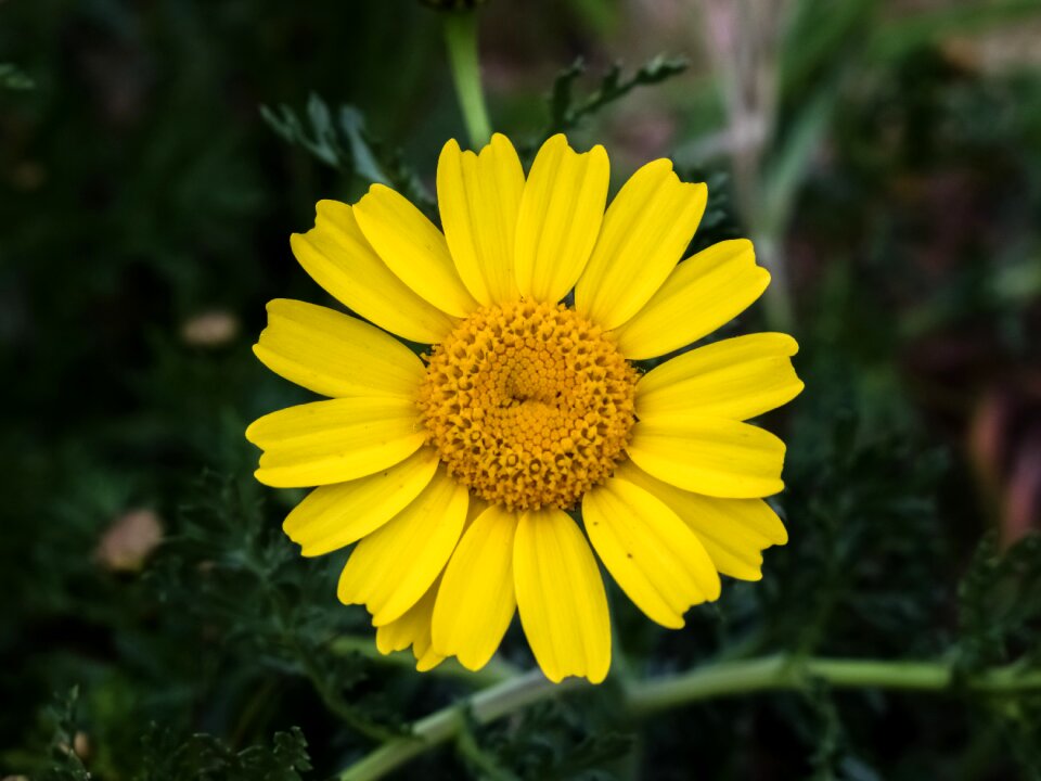 Spring yellow bloom