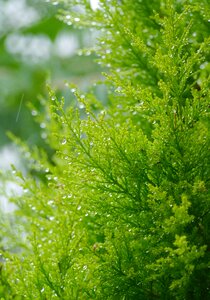 Garden green leaf photo