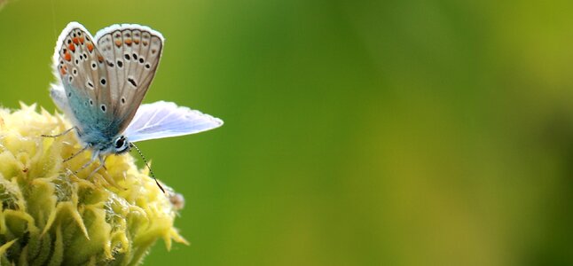 Natural banner expensive