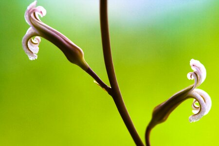 Plants nature flower