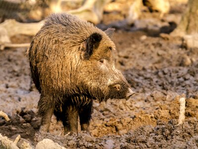 Mammal animal nature