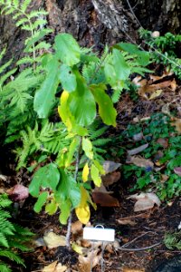 Frangula purshiana (Rhamnus purshiana) - Dunsmuir Botanical Gardens - DSC02925