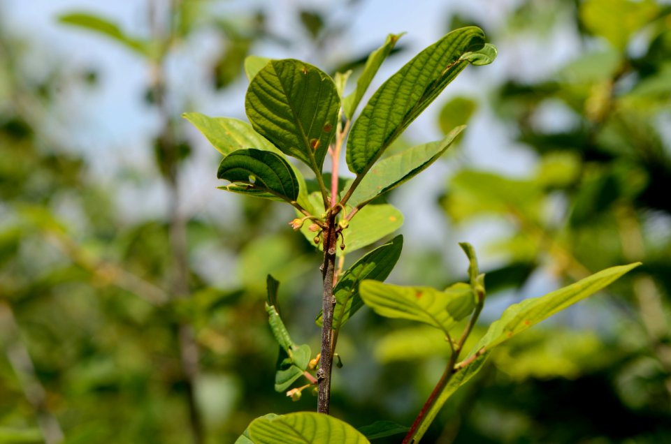 Frangula alnus 11