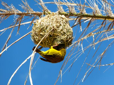Yellow weaver bird nest south africa photo