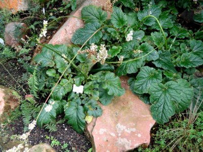 Francoa appendiculata - Palmengarten Frankfurt - DSC01935