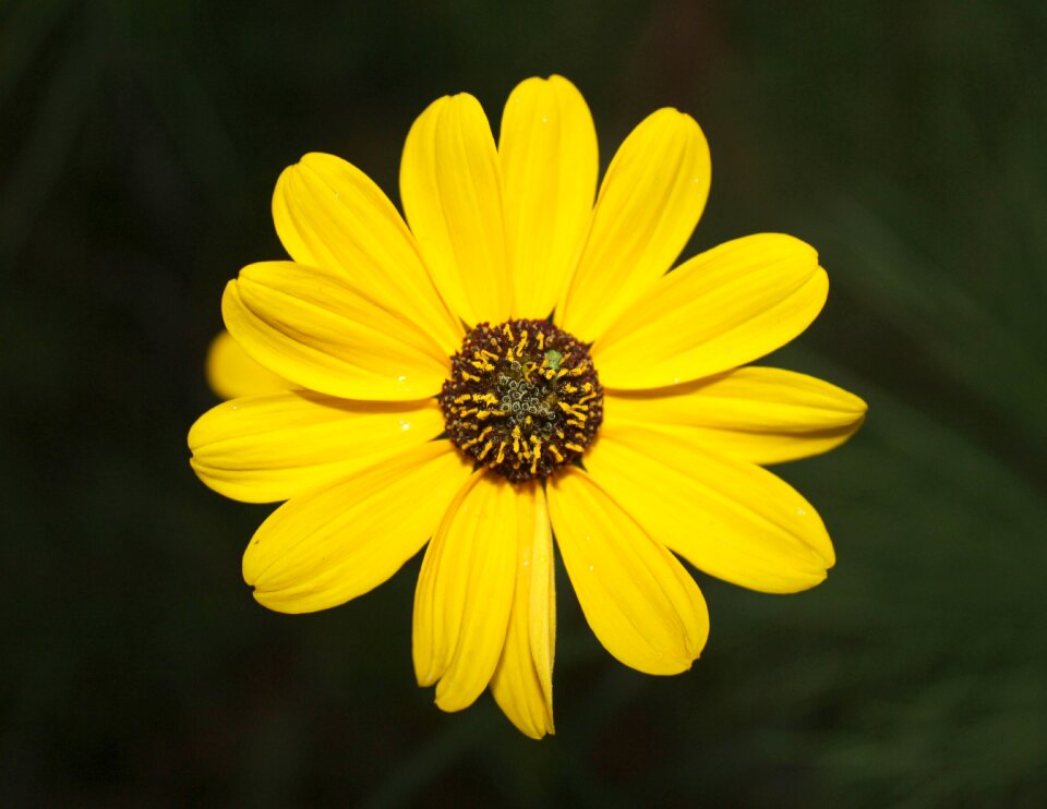 Daisy green garden