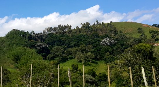 Fragmento de Mata Atlântica em Cunha 1 (cropped)