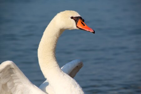 White white swan bird