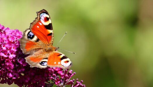 Butterfly nectar natural photo