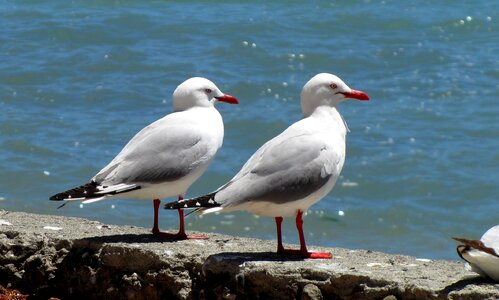 Sea gulls scenic coastline photo