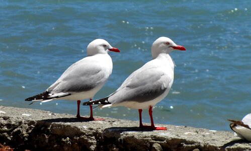 Sea gulls scenic coastline