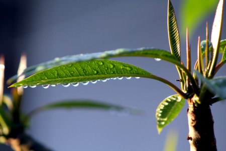 Frangipani Leave With Water Drops (258761851)