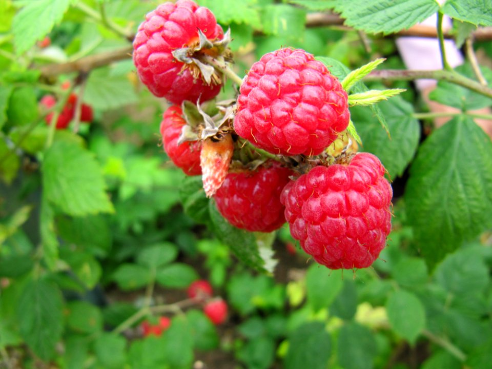 Framboises