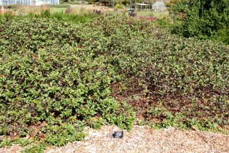 Frangula californica (Rhamnus californica) - Humboldt Botanical Garden - Eureka, California - DSC02528