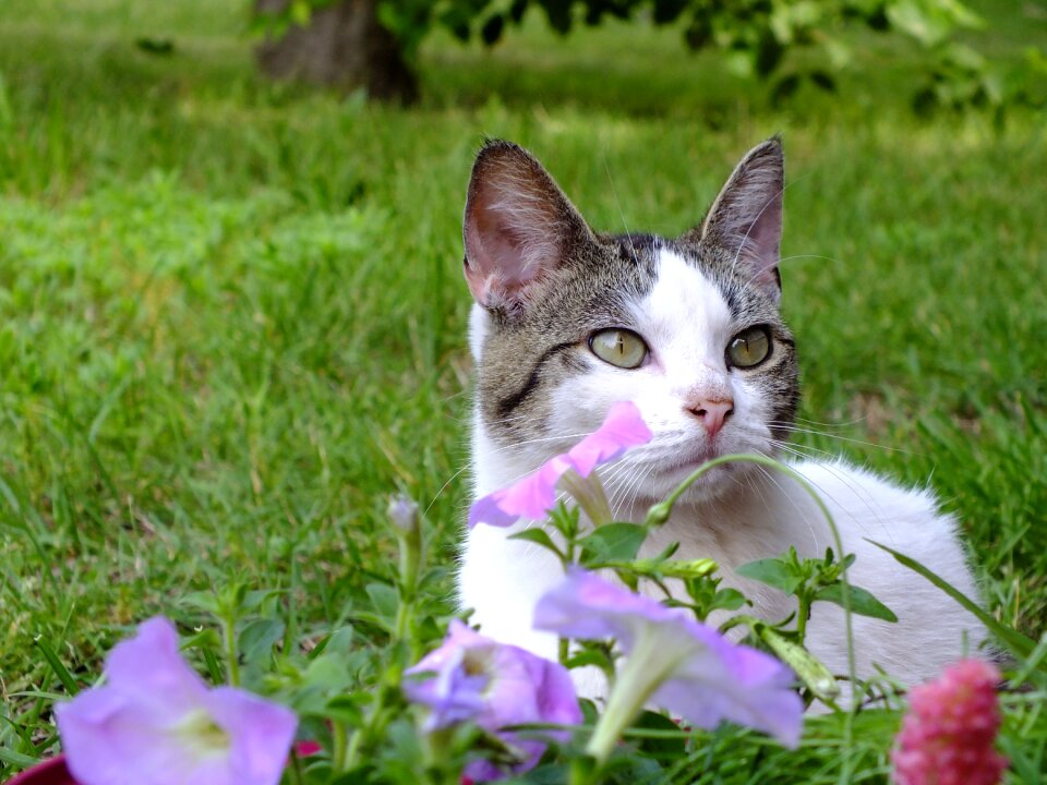 Kitten blaze garden