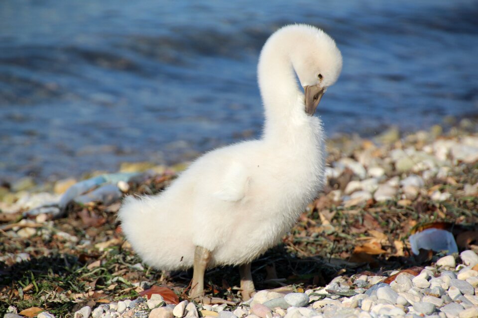 White water bird schwimmvogel