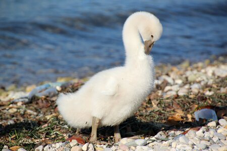 White water bird schwimmvogel