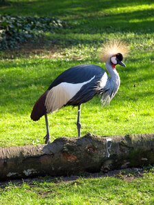 Plume warsaw grey crowned crane