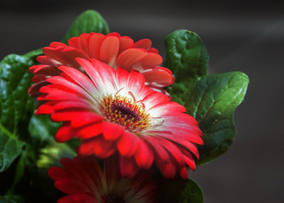 Red nature green