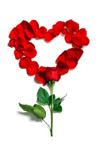 Flowers flower beautiful