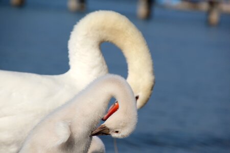 Swans long jibe water bird