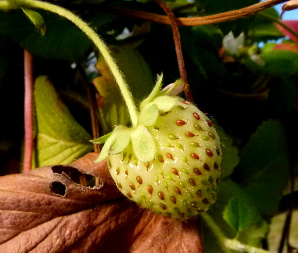 Fraise du Val de Loire 2 photo