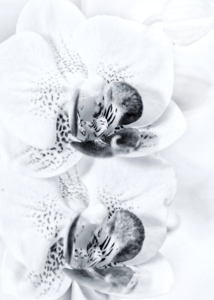 Flower orchid flower blossom