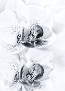 Flower orchid flower blossom